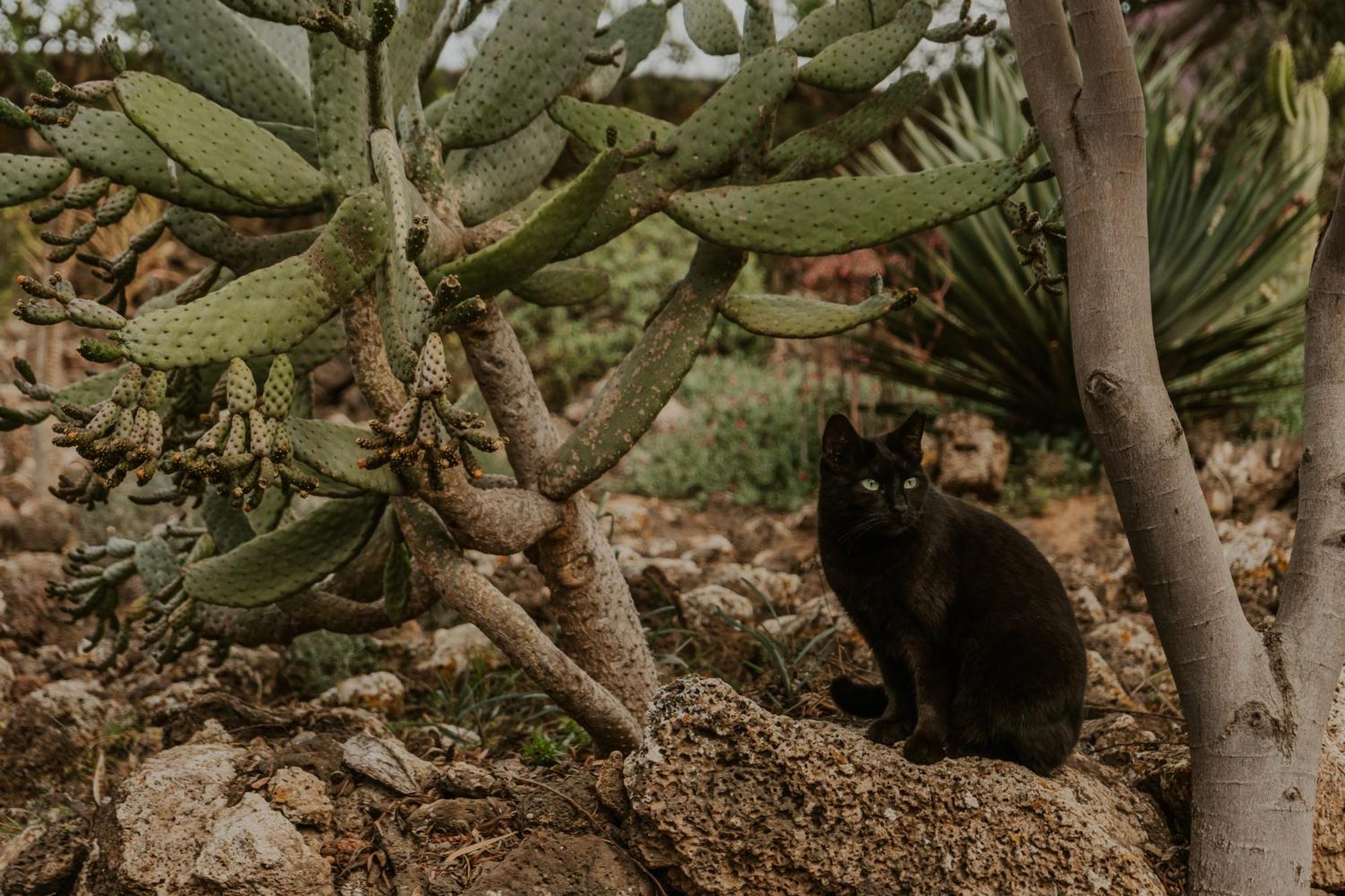 Villa Shepherd Lajares - Luxury Villa Fuerteventura Bagian luar foto